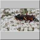 Ctenichneumon panzeri - Schlupfwespe m04a 14mm - OS-Wallenhorst Sandgrube det06.jpg